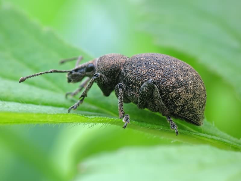 Otiorhynchus ligustici (Linnaeus, 1758)